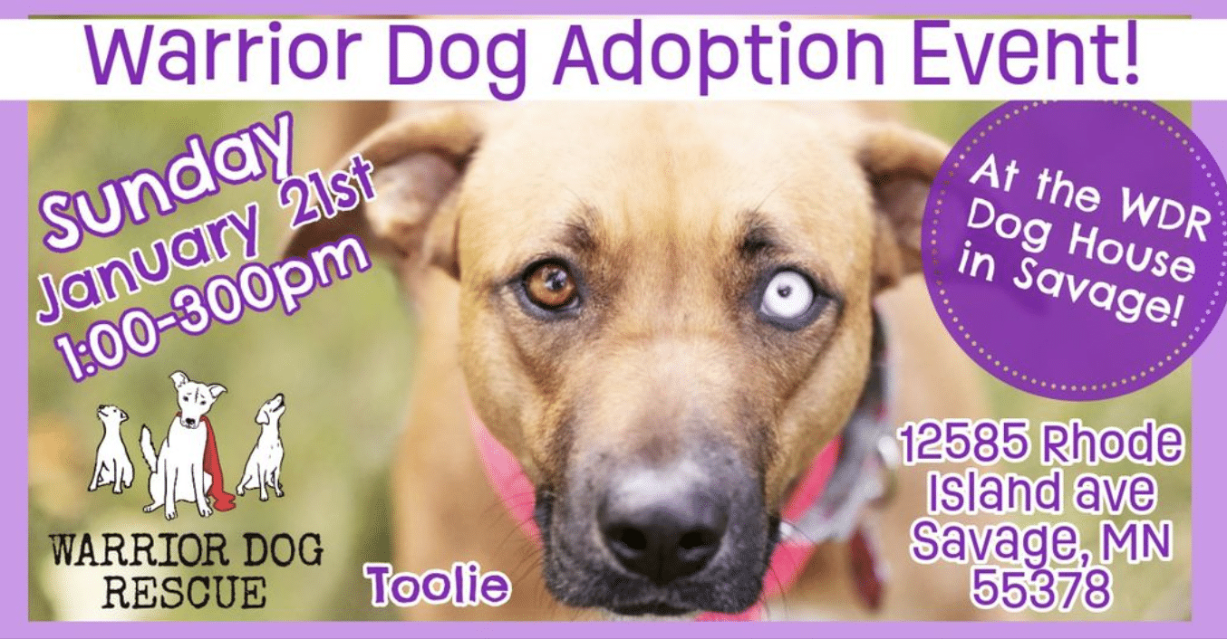 Dog 2024 house adoptions