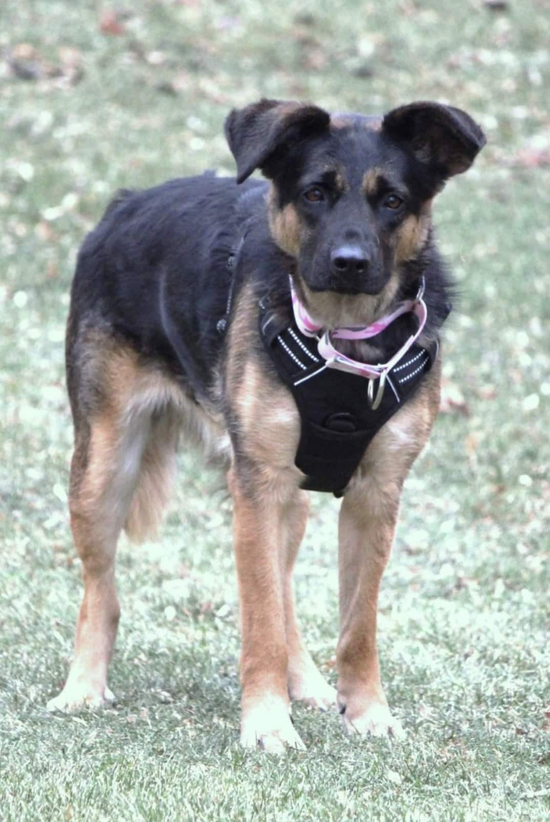 Little Fighter Stella Jane Little Fighter Stella Jane