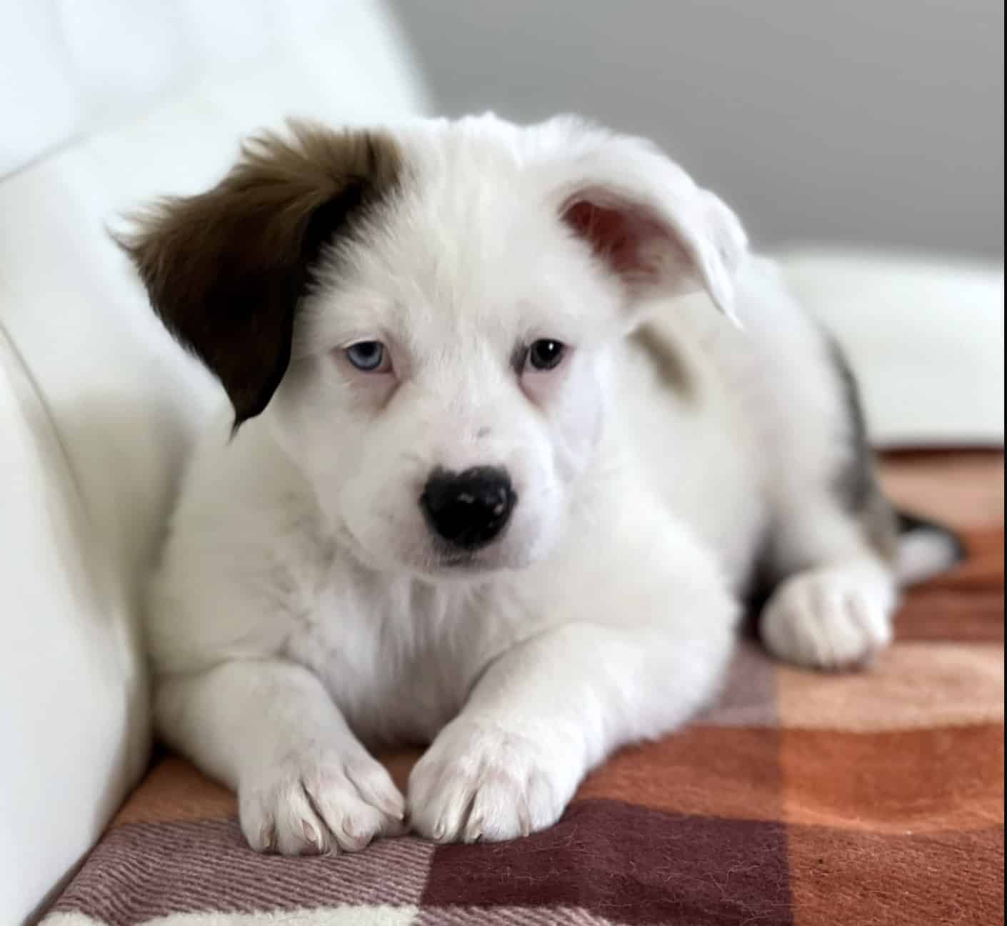 Mashed Potato Photo 1