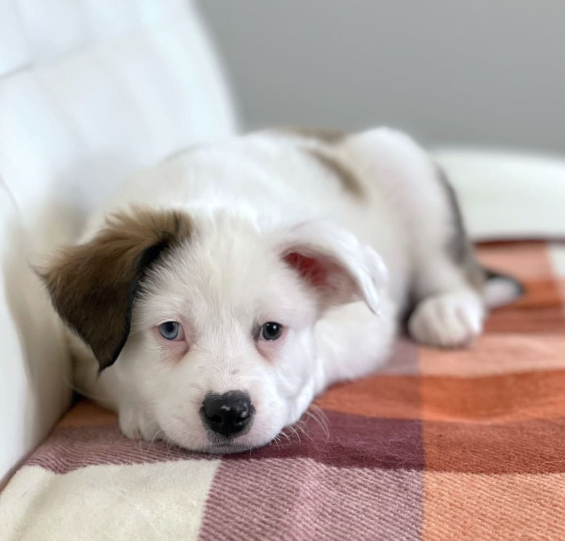 Mashed Potato Photo 2